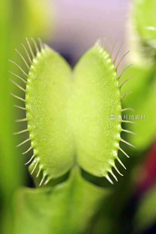 捕蝇草，Dionaea muscipula。